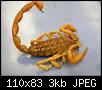     . 

:	scorpion.jpg‏ 
:	138 
:	2.8  
:	468